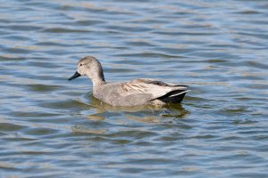 A close-up of a Gadwall duck swimming gracefully in serene lake waters.